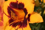 Lily
