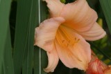 Lily