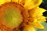 Dewy Sunflower