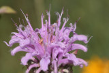 Mint-leaf Beebalm