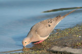 Mourning Dove Having A Drink