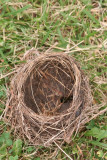 Bird Nest On The Ground