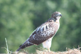 Red-tailed Hawk