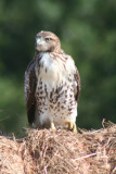 Red-tailed Hawk