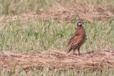 Northern Bobwhite