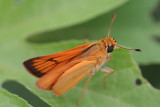 Delaware Skipper