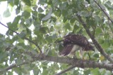 Red-tailed Hawk