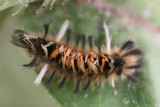 Milkweed Tussock Caterpiller