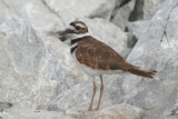 Killdeer