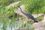 Great Blue Heron