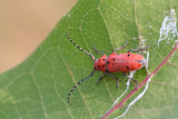 Milkweed Borer