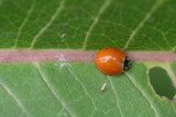 Red Lady Beetle