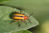 Three-lined Potato Beetle