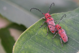 Milkweed Borers