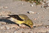 American goldfinch (female)