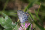 Eastern Tailed-Blue