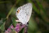Eastern Tailed-Blue