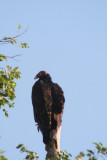 Turkey Vulture