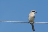 Northern Shrike