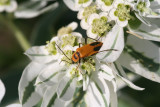 Soldier Beetle