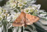 Corn Earworm Moth