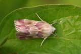 <i>Schinia regia</i>