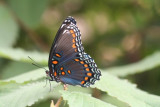 Red-spotted Purple