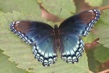 Red-spotted Purple