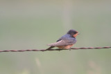 Barn Swallow