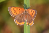 Bronze Copper (female)