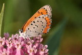 Bronze Copper (female)