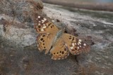 Hackberry Emperor