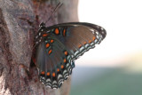 Red-spotted Purple