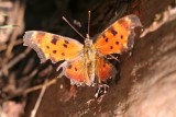 Eastern Comma