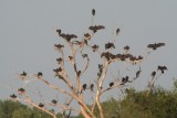 Tree Full Of Turkey Vultures