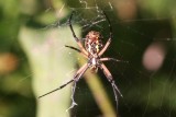 Yellow Garden Spider