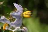 Carolina Horse-Nettle