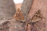 Hackberry Emperors