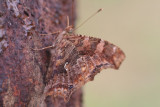 Eastern Comma