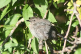 Gray catbird