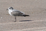 Franklins Gull (I think)