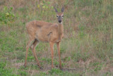 White-tailed deer