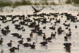 Lotsa Ducks