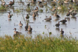 Ducks