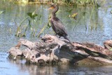 Double-crested Cormorant