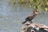 Double-crested Cormorant