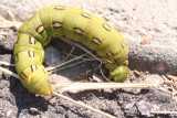 White-Lined Sphinx Moth Caterpillar