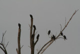Turkey Vultures