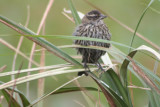 Red-winged Blackbird (female)