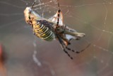 Banded Garden Spider